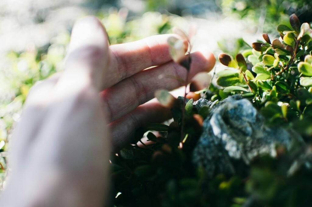 person's left hand on green leaves