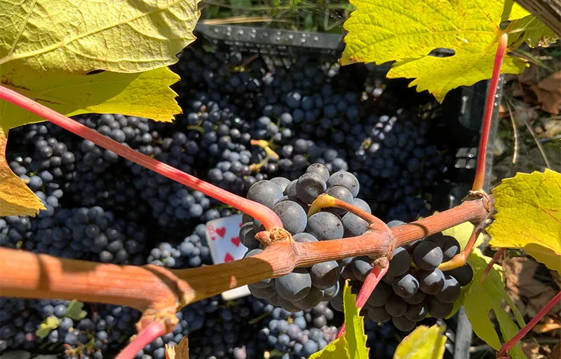 A Sussex vineyard during harvest season with workers picking grapes