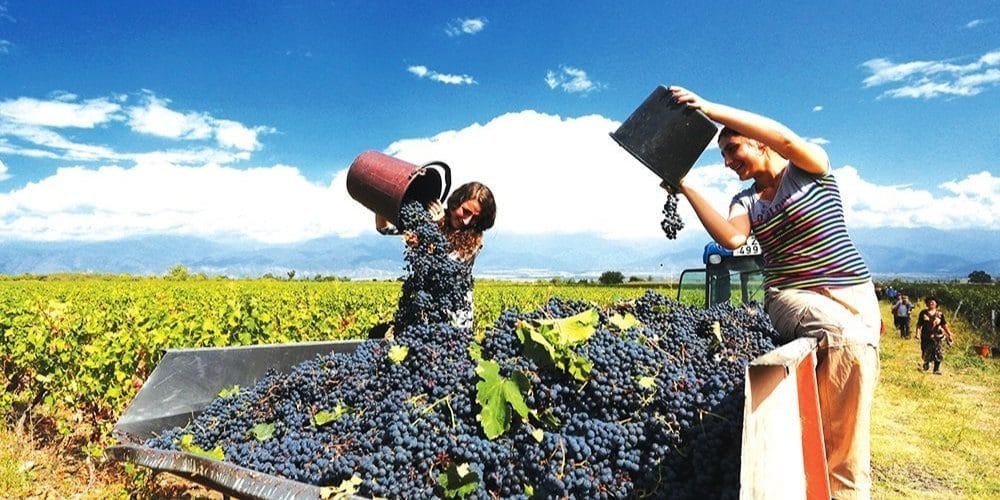 Traditional grape stomping during the Rtveli harvest in Georgia.