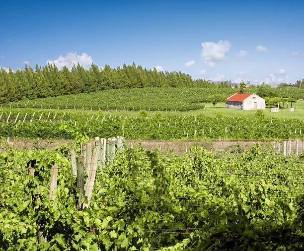 A vineyard in Canelones, Uruguay, during the harvest season