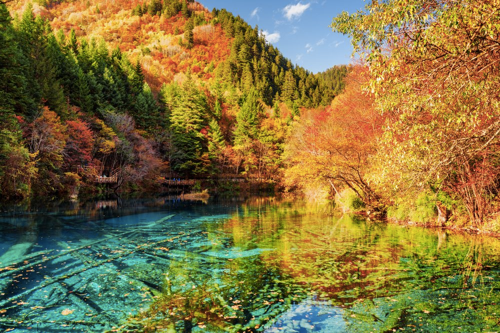  Multicolored autumn leaves surrounding lakes in Jiuzhaigou Valley, China