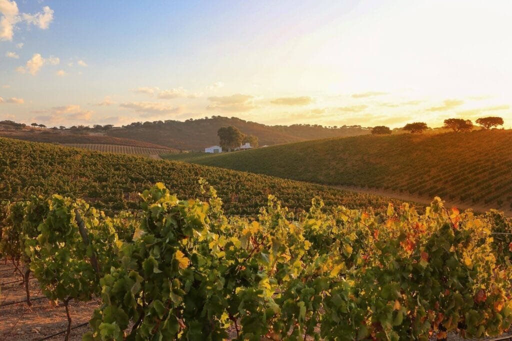 A beautiful Alentejo vineyard with rolling hills in the background.