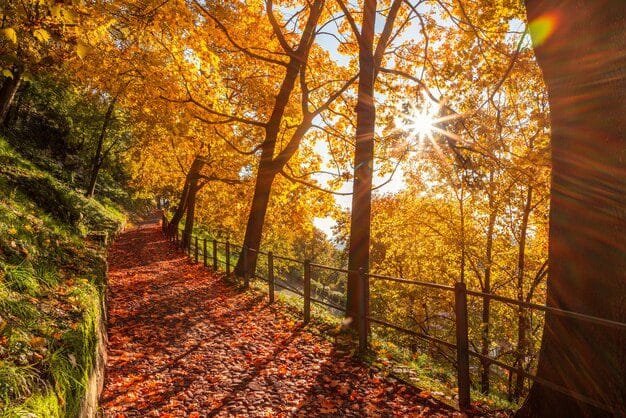 Vineyards and fall foliage in Lombardy, Italy